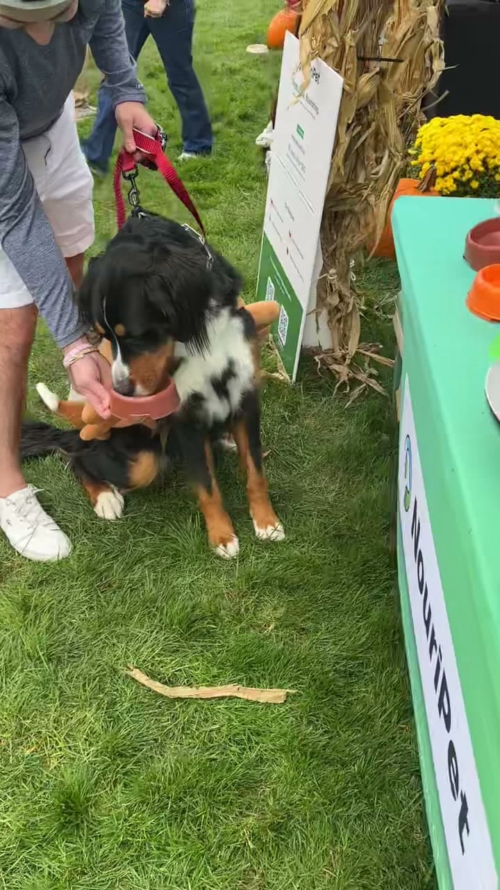 A Bernese mountain dog tasting NouriPet at our table