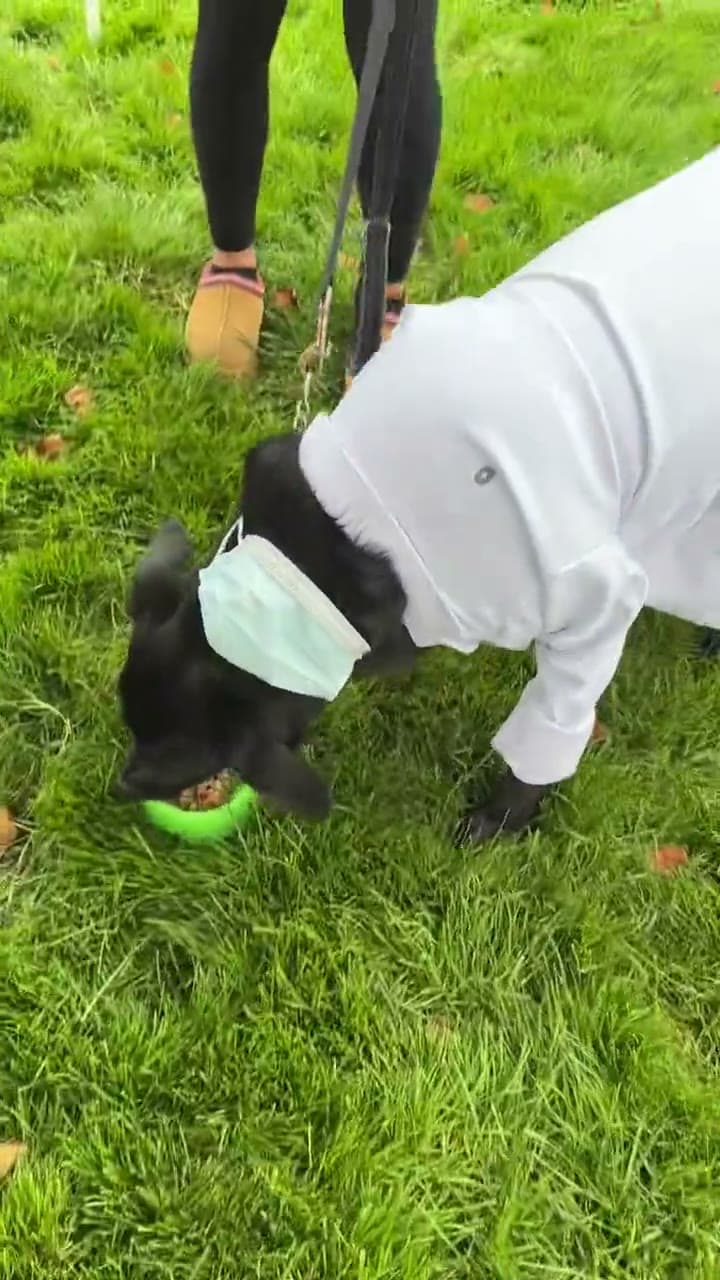 Dr. Pup at Howl-o-ween 2025