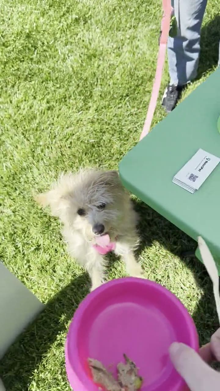 A terrier tasting NouriPet from a bowl